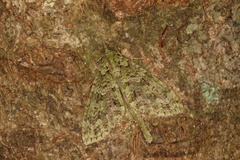 Tatosoma tipulata