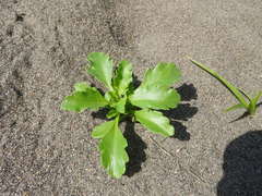 Cakile edentula edentula