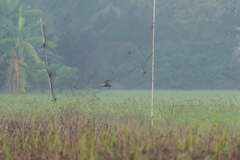 Vanellus indicus atronuchalis