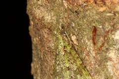 Tatosoma tipulata