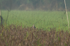 Botaurus stellaris stellaris