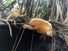 Pleurotus parsonsiae