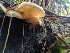 Pleurotus parsonsiae