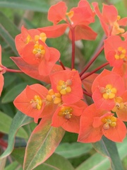 Euphorbia griffithii