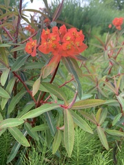 Euphorbia griffithii
