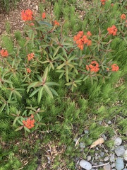 Euphorbia griffithii