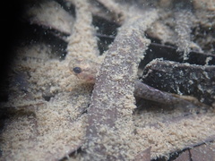 Mugilogobius myxodermus