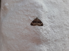 Xanthorhoe biriviata