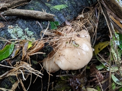 Pleurotus parsonsiae