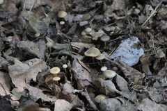Fungi