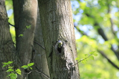 Cyanistes caeruleus