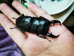 Serrognathus titanus