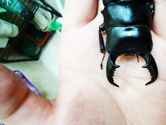 Serrognathus titanus