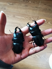 Serrognathus titanus