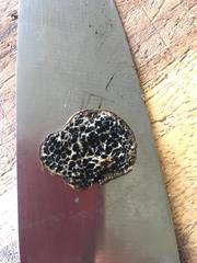 Melanogaster ambiguus