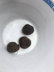 Melanogaster ambiguus