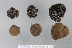 Melanogaster ambiguus