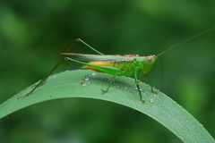 Conocephalus cognatus