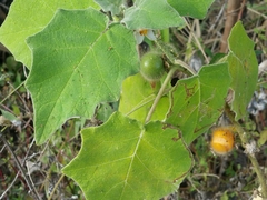 Solanum hirtum