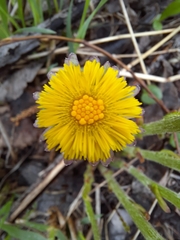 Tussilago farfara