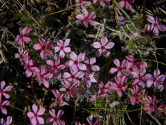 Phlox hoodii canescens
