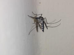 Armigeres subalbatus