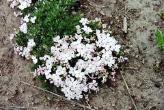Phlox hoodii canescens