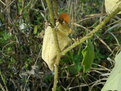 Solanum hirtum