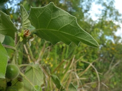 Solanum hirtum