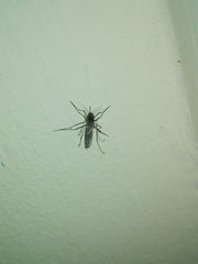 Armigeres subalbatus