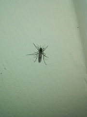 Armigeres subalbatus