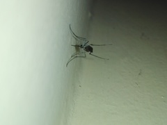 Armigeres subalbatus