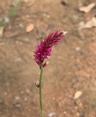 Hermbstaedtia odorata