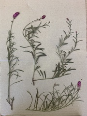 Hermbstaedtia odorata