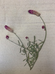 Hermbstaedtia odorata