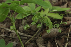 Gymnospermium altaicum