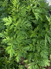 Artemisia princeps