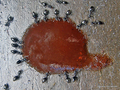 Technomyrmex jocosus