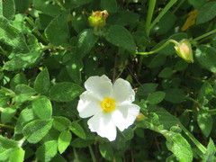 Cistus salviifolius