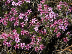 Phlox hoodii canescens
