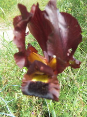 Iris atropurpurea