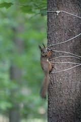 Sciurus vulgaris