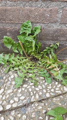 Taraxacum