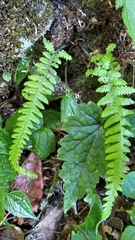 Leptogramma tottoides