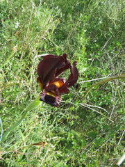 Iris atropurpurea