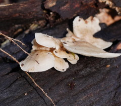 Clitocybe semiocculta