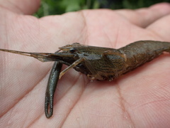 Macrobrachium japonicum