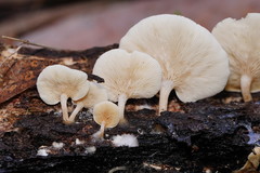 Clitocybe semiocculta