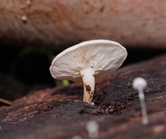 Clitocybe semiocculta