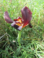Iris atropurpurea